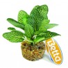 Betta 4" Anubias Silk Pinto W/ Sand Base