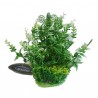 Betta 5" Green & Wh Plastic Plant - Pack of 3